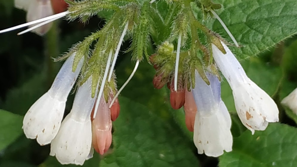 Dynamic Accumulator Plants for Permaculture